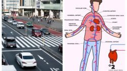 Membandingkan Sistem Peredaran Darah Manusia Dengan Sistem Transportasi Angkutan di Jalan Raya